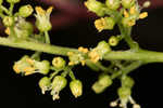 Poison sumac